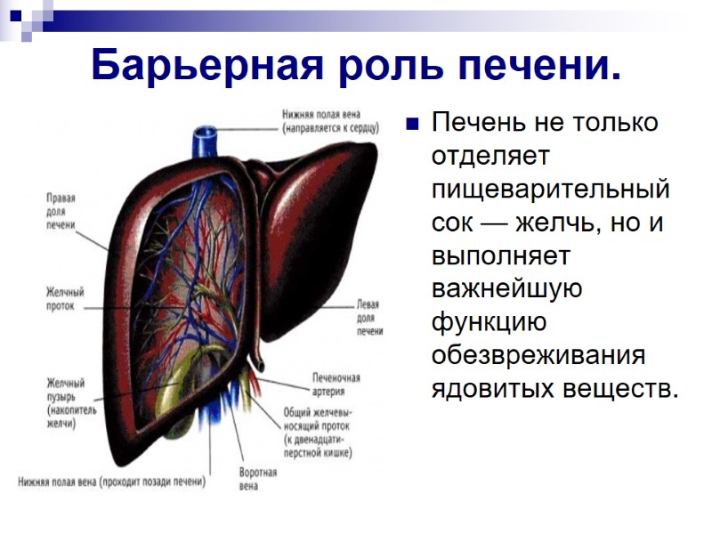 Барьерная роль печени.  Печень не только отделяет пищеварительный сок — желчь, но и
